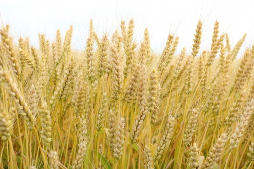 パン屋の客 北海道産小麦だって おいしそう 札幌速報