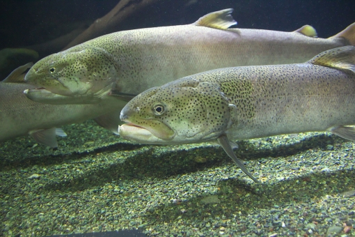 北海道ではイトウっていう魚が釣れるらしいが 札幌速報