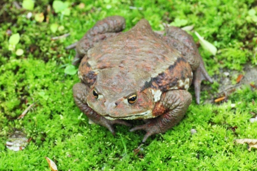 本来は北海道にいない国内外来種の毒ガエル アズマヒキガエル が札幌で繁殖中 札幌速報